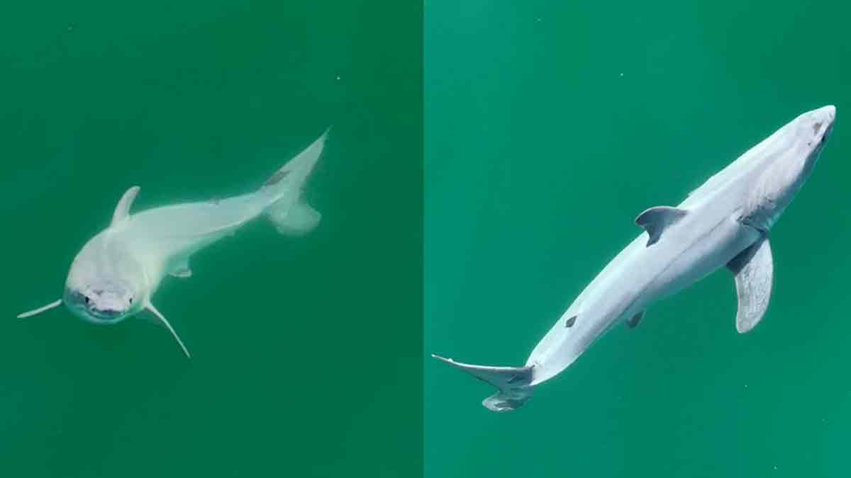 Un piloto de drones logra grabar por primera vez un gran tiburón blanco recién nacido